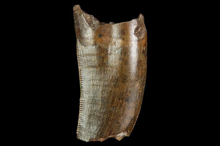 Serrated, Partial Tyrannosaur Tooth - Montana #111006